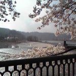 羽村取水堰の桜