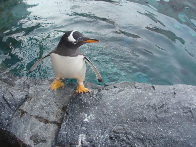 冬の旭山動物園おさんぽ留守番中のペンギン
