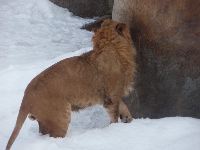冬の旭山動物園どこかがかゆいライオン