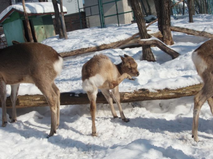 冬の旭山動物園エゾシカバンビ