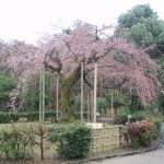 咲き誇る円山公園の枝垂れ桜