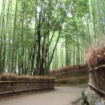 京都嵐山竹林と垣根