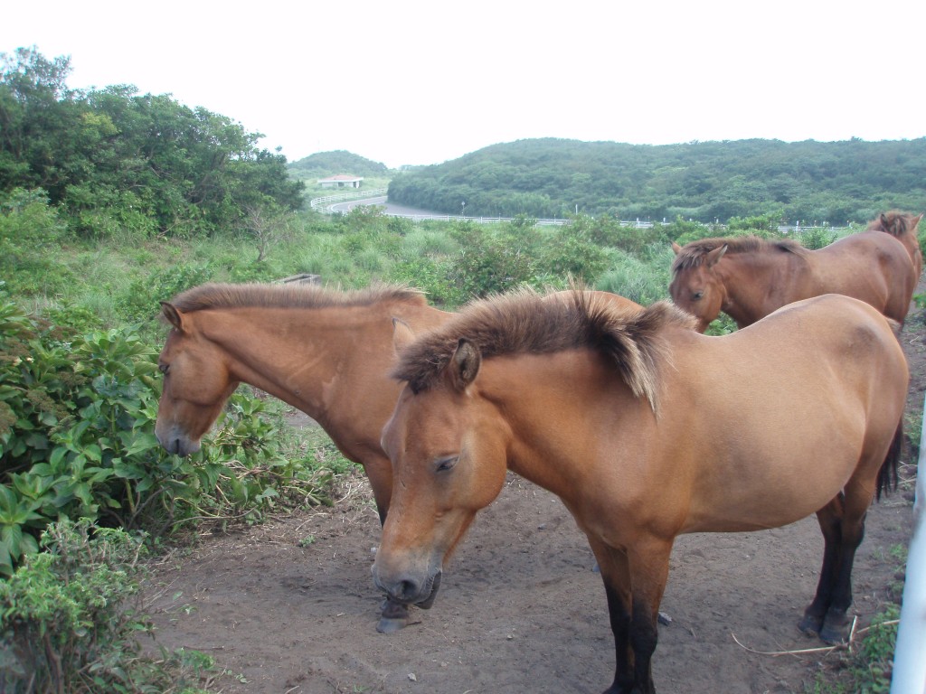 伊豆大島の馬