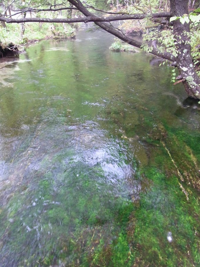雨の上高地清水川の美しい藻