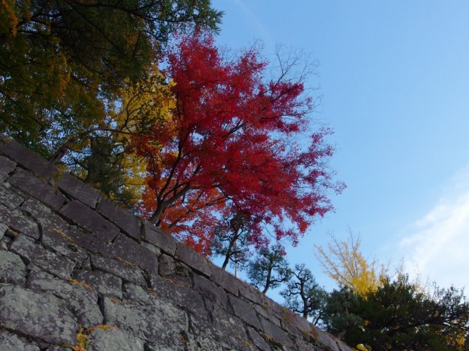 秋の盛岡岩手公園石垣を彩る紅葉