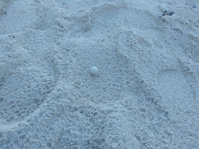 底地ビーチの白い砂浜を一生懸命歩くヤドカリ
