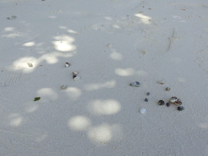 石垣島川平湾白い砂浜を引越しするヤドカリ