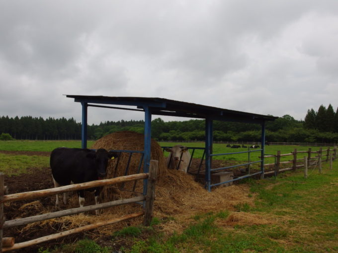 西那須野ホウライ千本松牧場草を食む牛と広大な牧草地