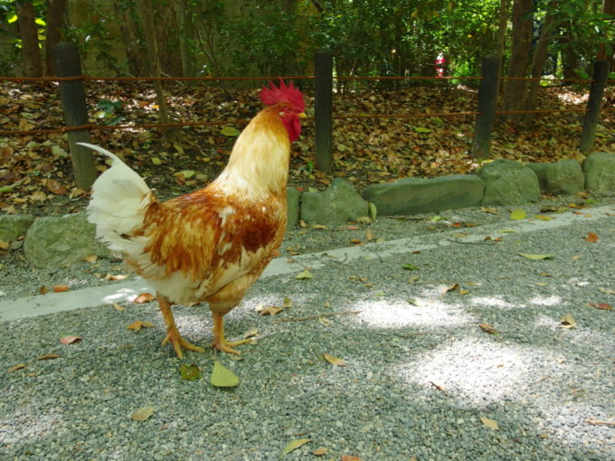 生命力あふれる初夏の熱田神宮の森を闊歩する雄々しい雄鶏