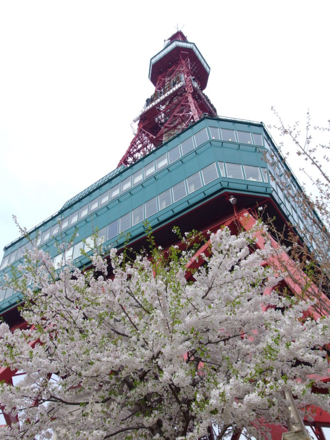 ゴールデンウィークの札幌大通り公園桜に彩られたさっぽろテレビ塔
