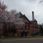 サッポロビール園開拓使館を彩る満開の桜