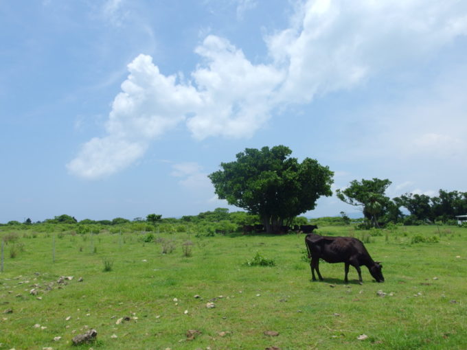 夏の竹富島鮮やかな陽射しの下木陰で休む牛たち