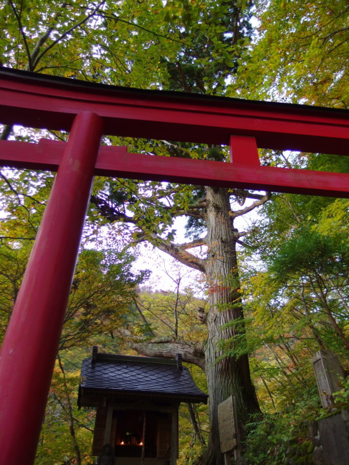 秋の夏油温泉元湯夏油薬師神社と見印の杉に朝のお参りを