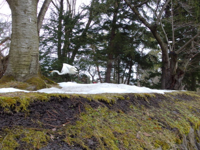 雪のない冬の弘前飛び立つ美しい白鷺