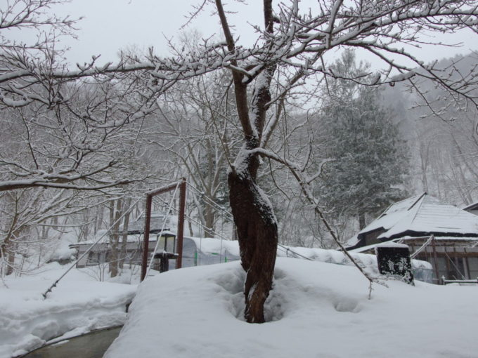 冬のランプの宿青荷温泉昨日より雪深さが増す