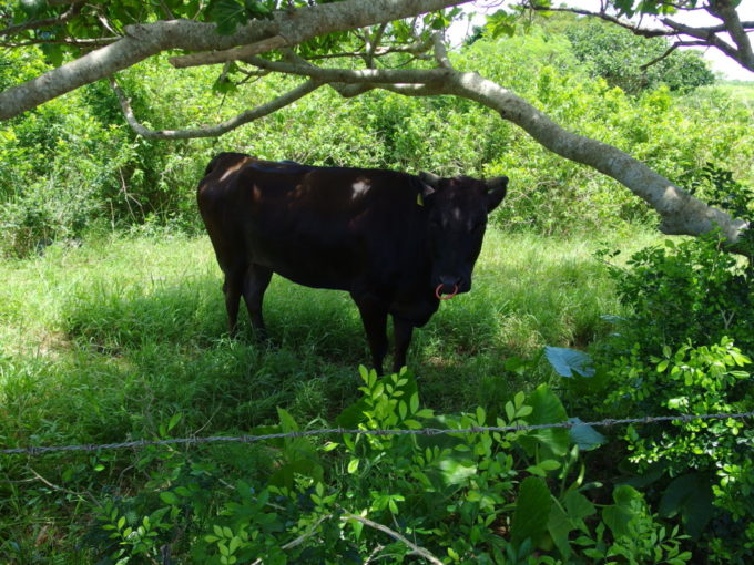 6月下旬人のいない竹富島コンドイビーチと静かな集落を味わい牛に別れを告げる