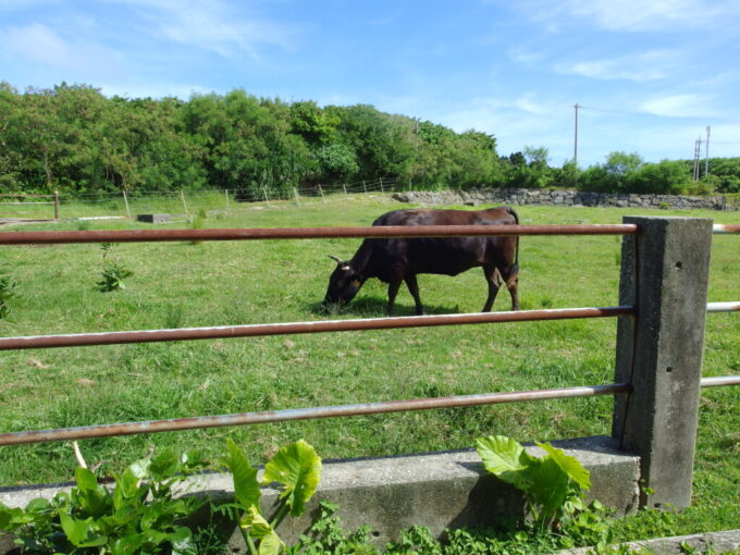 6月下旬人の少ない有人島日本最南端波照間島炎天下の中草をはむ牛