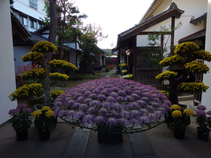 11月中旬の須坂旧小田切家住宅に咲く大輪の菊