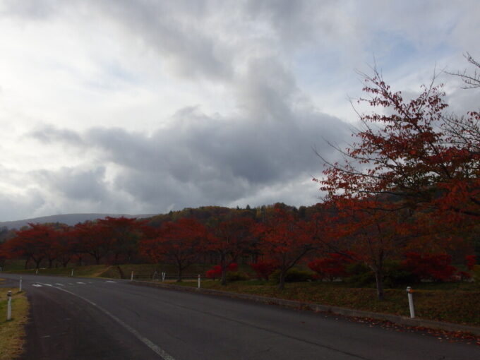 10月下旬秋の岩手八幡平さくら公園の美しい桜紅葉