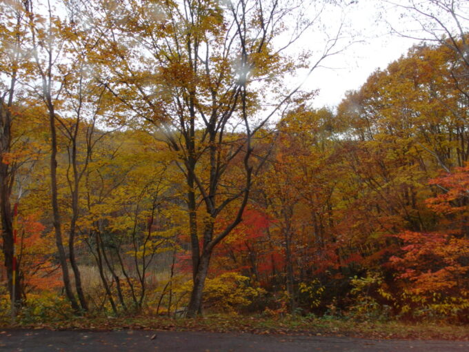 10月下旬秋の岩手八幡平樹海ラインを染める美しい紅葉