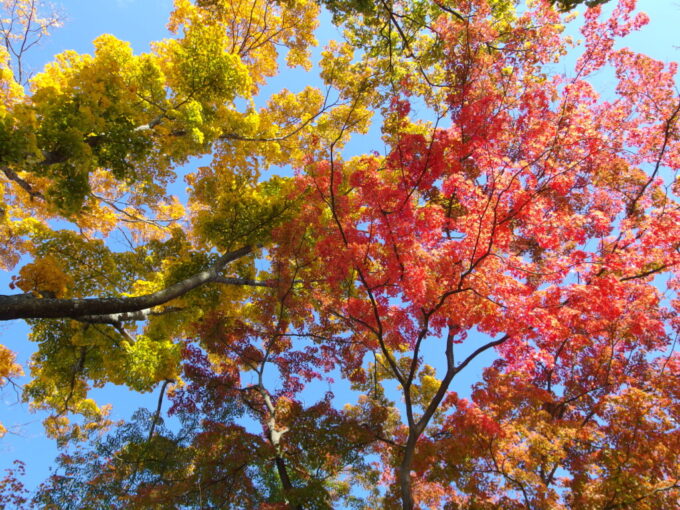 10月下旬秋の盛岡城跡秋空を背景に見事な色彩の競演