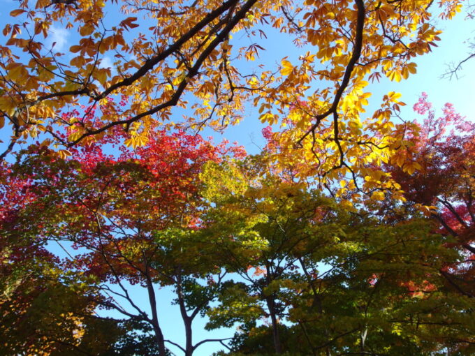 10月下旬秋の盛岡城跡それぞれの彩に染まる秋の木々