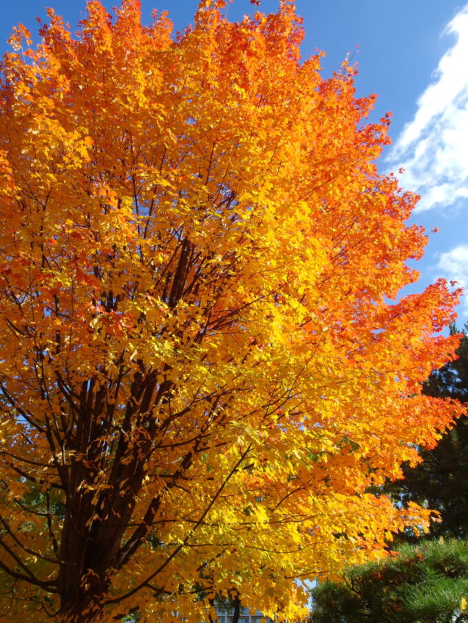 10月下旬秋の盛岡サトウカエデの大木と秋晴れの空の競演