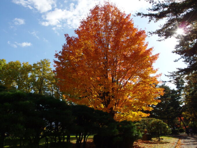 10月下旬秋の盛岡角度を変えるごとに表情を変えるサトウカエデの紅葉