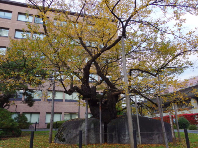 10月下旬秋の盛岡秋色に染まる石割桜