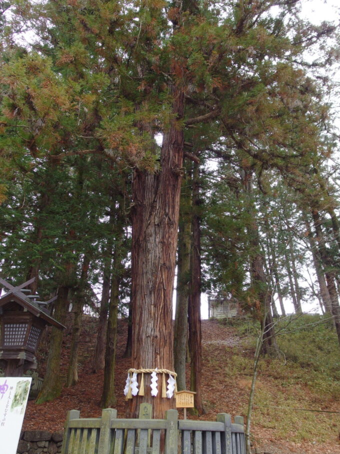1月中旬冬の下諏訪諏訪大社下社春宮御神木の結びの杉