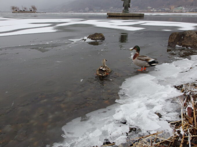 1月中旬冬の上諏訪凍てつく湖水と泳ぐ鴨