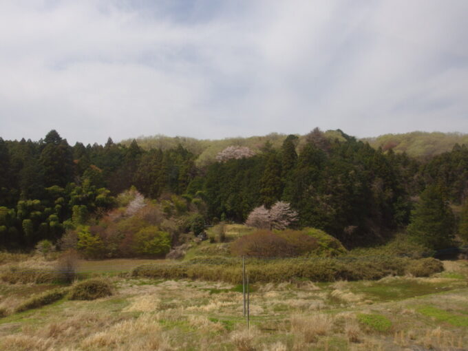 4月中旬東武100系スペーシアきぬがわ鬼怒川温泉行き車窓から眺める山桜