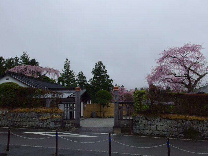 4月中旬雨の日光雨空に咲く枝垂桜