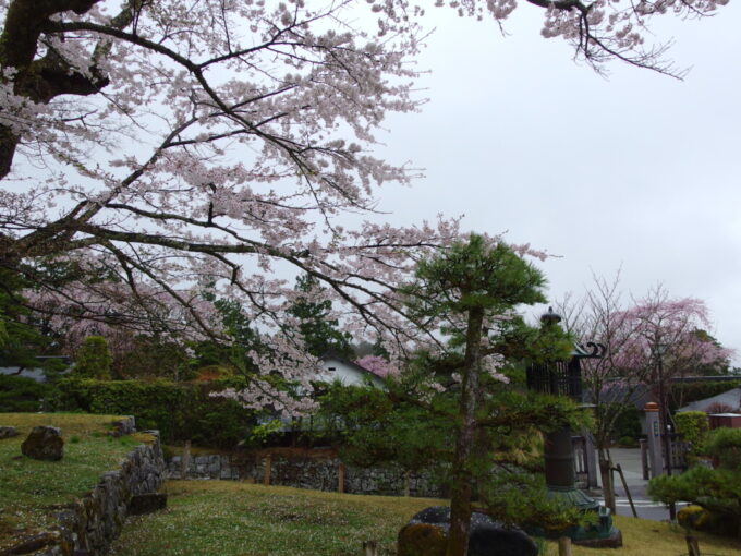 4月中旬雨の日光雨に散り始める満開の桜