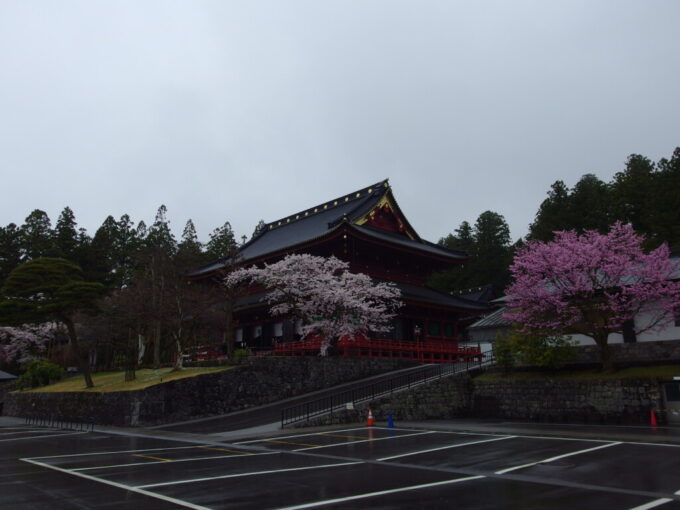 4月中旬雨の日光輪王寺三仏堂を彩る桜
