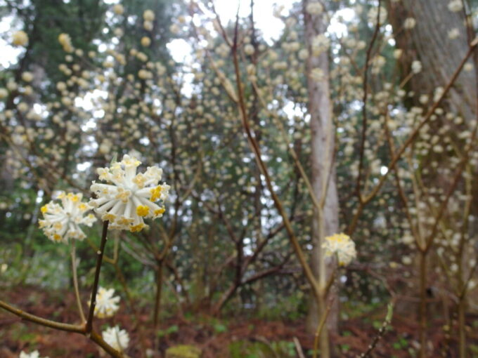 4月中旬雨の日光東照宮白くて丸いかわいいミツマタの花