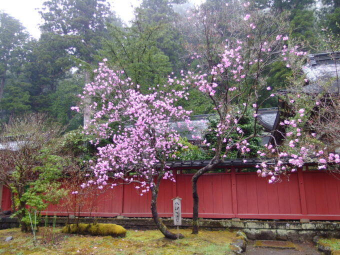 4月中旬雨の日光二荒山神社雨に濡れる八汐つつじ