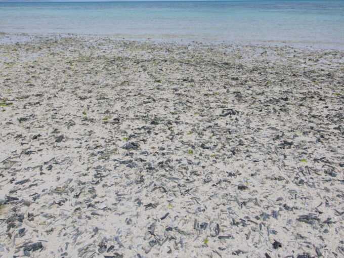 6月中旬梅雨明け間近の竹富島沖の島に滞積する大量の珊瑚