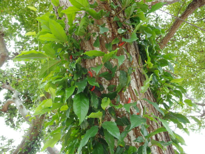 6月中旬梅雨明け間近の竹富島竹乃子待合所近くの木に這う熟したピィヤーシ