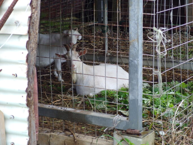 6月中旬梅雨明け間近の竹富島小屋で涼むヤギ