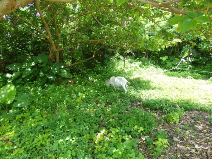 6月中旬梅雨明け直後の竹富島草を食むヤギ
