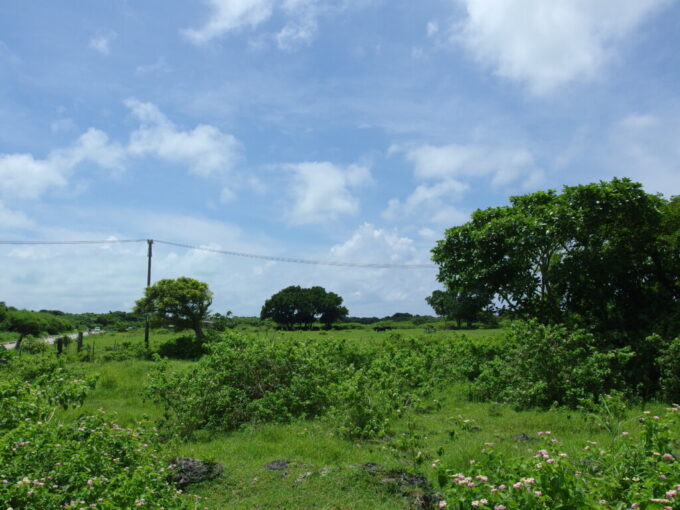 6月中旬梅雨明け直後の竹富島大きな木陰に集まる牛