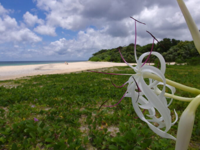 6月中旬梅雨明け直後の石垣島白い浜木綿の咲く米原ビーチ