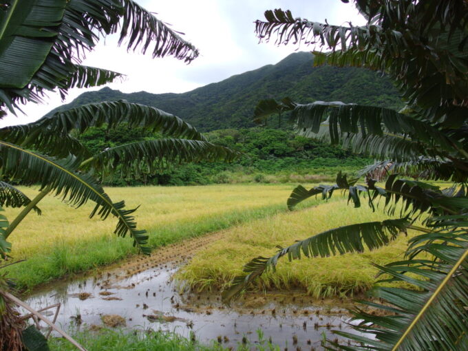 6月中旬梅雨明け直後の石垣島黄金色に染まる米原の田んぼ