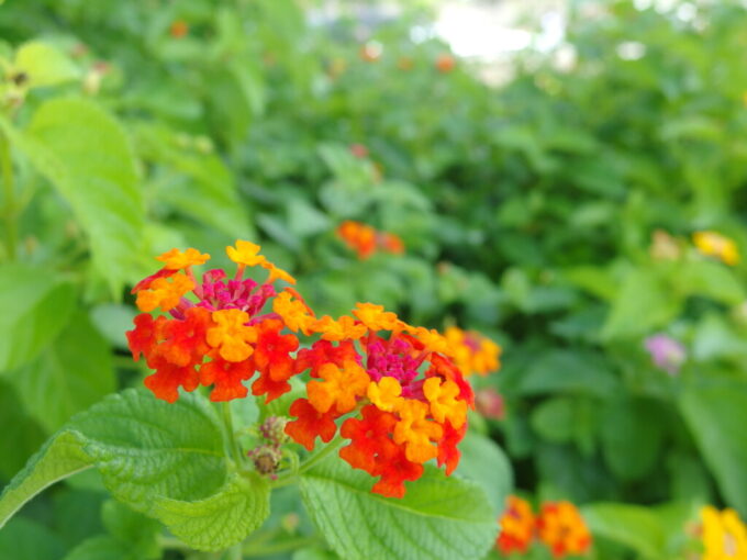 6月中旬梅雨明け直後の石垣島川平公園に咲く濃いピンクとオレンジのランタナ