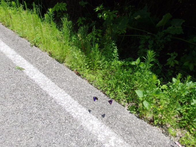 6月中旬梅雨明け直後の竹富島道で戯れる2匹のリュウキュウムラサキ