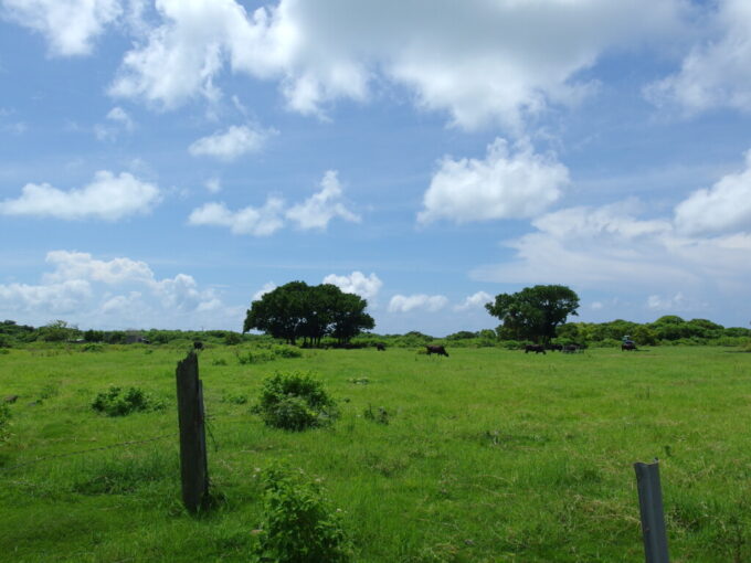 6月中旬梅雨明け直後の竹富島夏空の下のんびり過ごす牛たち