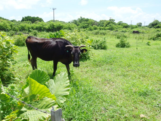6月中旬梅雨明け直後の竹富島食事中の牛に別れを告げる