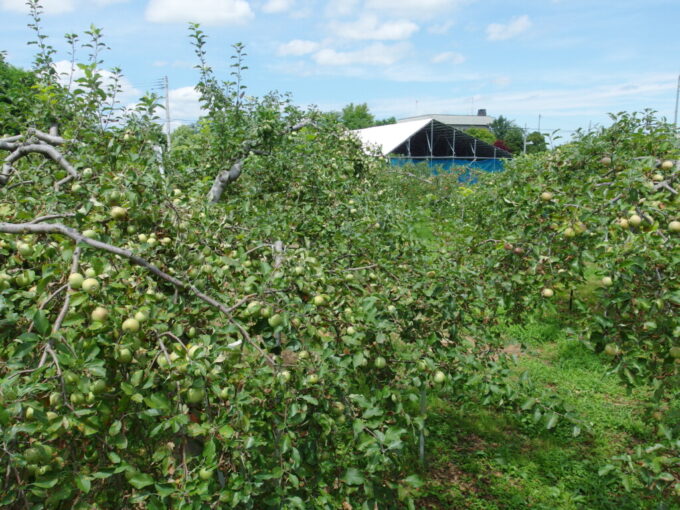 8月上旬夏の弘前青い実をつけたリンゴの木