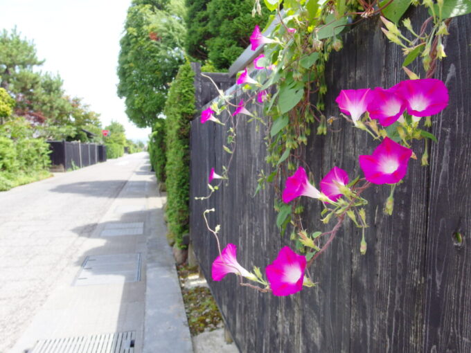 8月上旬夏の弘前武家屋敷の残る仲町地区の板塀に咲く朝顔